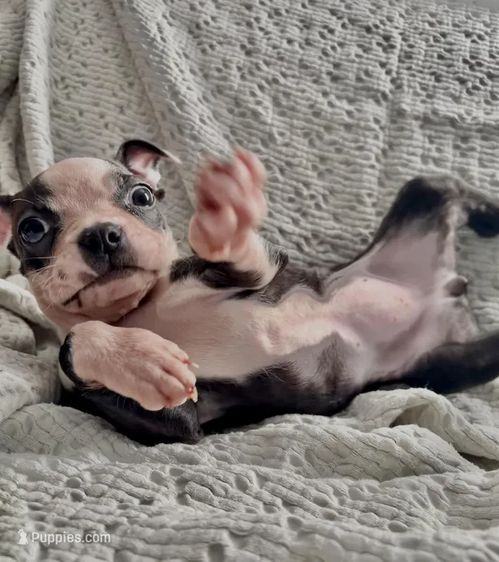 Baby, a female Boston Terrier for sale in Tucson, AZ – Photo 1 of 4