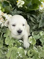 Ranger, a male Golden Retriever for sale in Doon, IA – 2 of 2