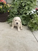 Cooper, a male Golden Retriever for sale in Doon, IA – 2 of 2