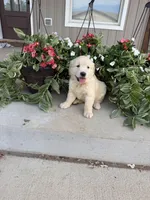 Winnie, a female Golden Retriever for sale in Doon, IA – 3 of 5