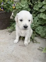 Daisy , a female Golden Retriever for sale in Doon, IA – 2 of 3