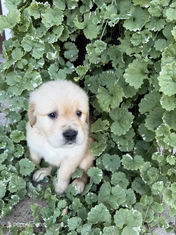 Ruby – Golden Retriever puppy for sale in Doon, IA