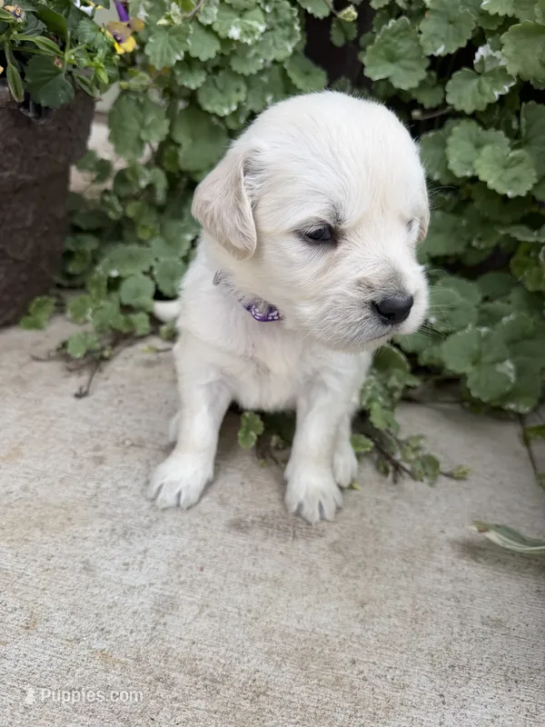 Daisy  – Golden Retriever puppy for sale in Doon, IA