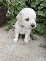 Daisy , a female Golden Retriever for sale in Doon, IA – 1 of 3