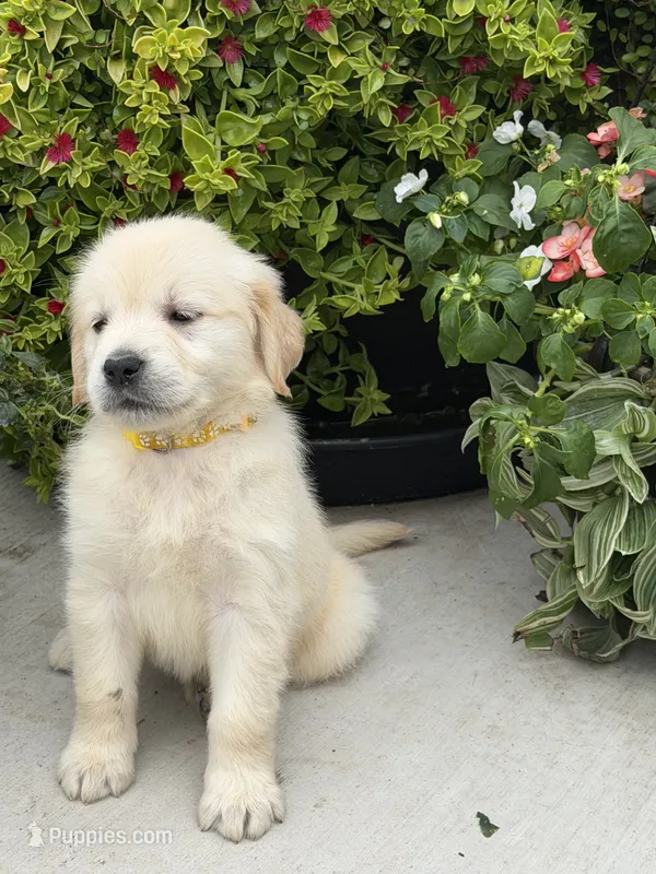 Peanut – Golden Retriever puppy for sale in Doon, IA