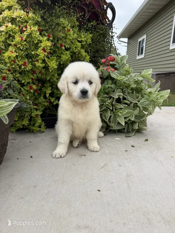 Layla – Golden Retriever puppy for sale in Doon, IA