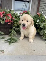 Owen, a male Golden Retriever for sale in Doon, IA – 4 of 5