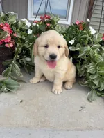 Sadie, a female Golden Retriever for sale in Doon, IA – 2 of 4