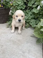 Ruby, a female Golden Retriever for sale in Doon, IA – 3 of 4