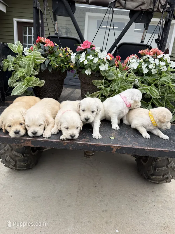 Peanut – Golden Retriever puppy for sale in Doon, IA