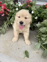 Henry, a male Golden Retriever for sale in Doon, IA – 2 of 4