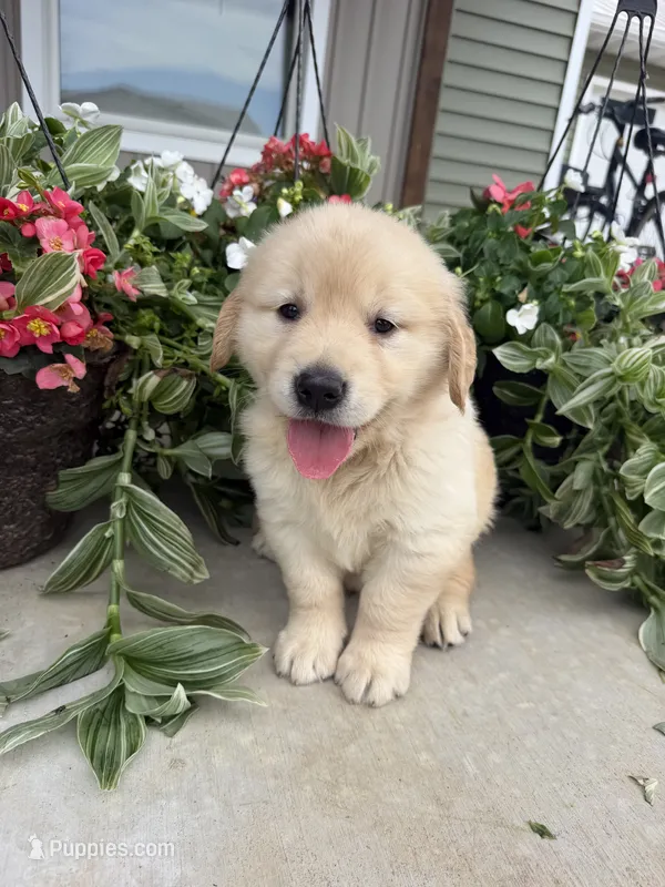 Owen – Golden Retriever puppy for sale in Doon, IA