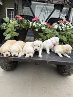 Daisy , a female Golden Retriever for sale in Doon, IA – 3 of 3