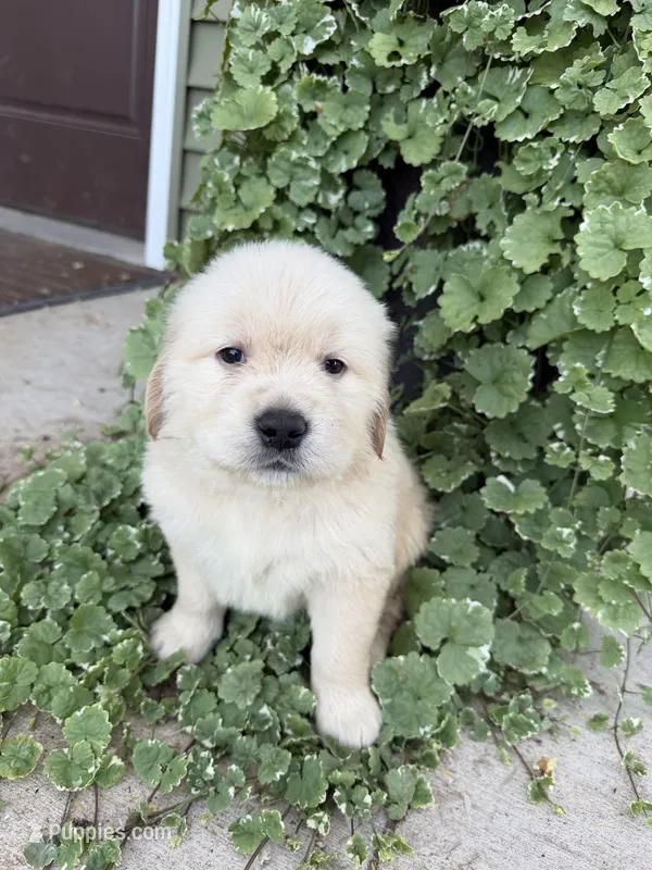 Cooper – Golden Retriever puppy for sale in Doon, IA