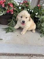 Sadie, a female Golden Retriever for sale in Doon, IA – 4 of 4