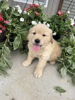Henry, a male Golden Retriever for sale in Doon, IA – 1 of 4