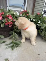 Owen, a male Golden Retriever for sale in Doon, IA – 5 of 5