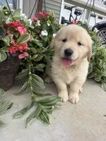 Owen, a male Golden Retriever for sale in Doon, IA – 3 of 5