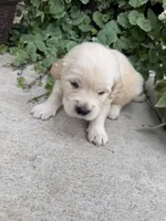 Benson, a male Golden Retriever for sale in Doon, IA – 2 of 2