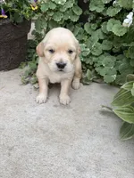 Ruby, a female Golden Retriever for sale in Doon, IA – 2 of 4