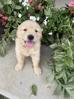 Henry, a male Golden Retriever for sale in Doon, IA – 3 of 4