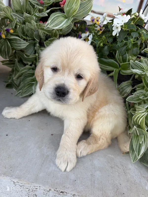 Max – Golden Retriever puppy for sale in Doon, IA