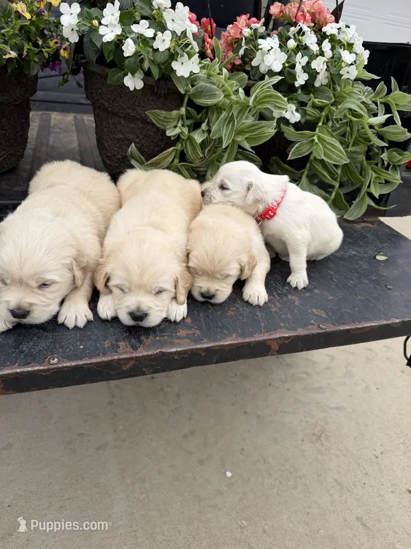 Ranger – Golden Retriever puppy for sale in Doon, IA
