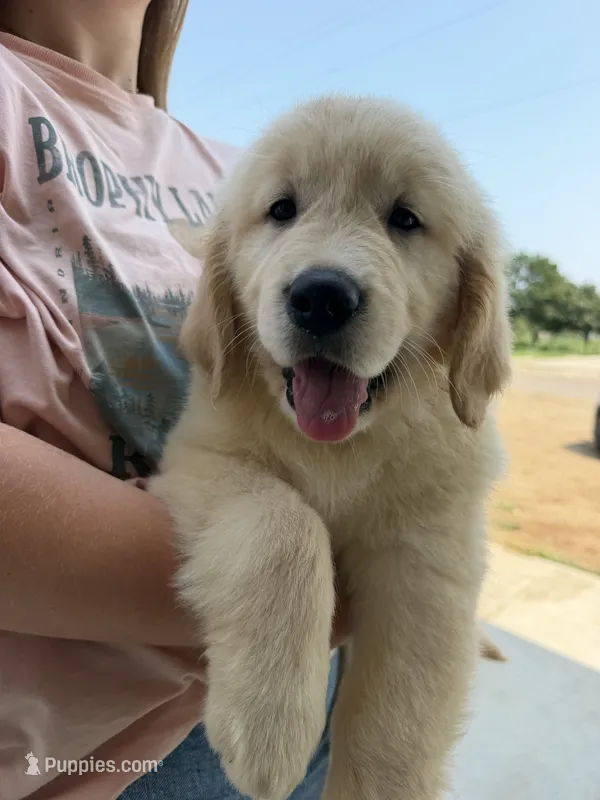 Benson – Golden Retriever puppy for sale in Doon, IA