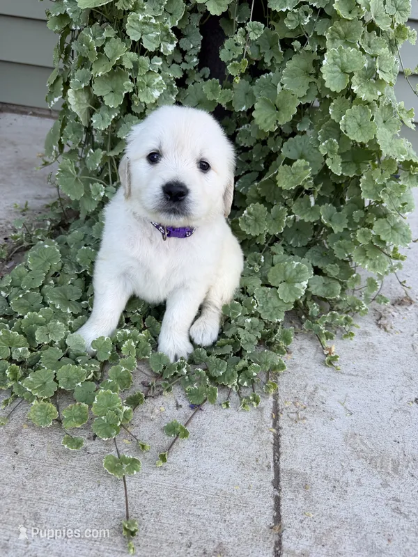 Daisy  – Golden Retriever puppy for sale in Doon, IA
