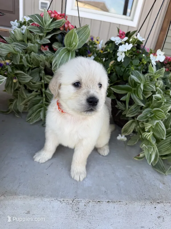 Millie – Golden Retriever puppy for sale in Doon, IA