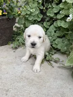 Millie, a female Golden Retriever for sale in Doon, IA – 1 of 2