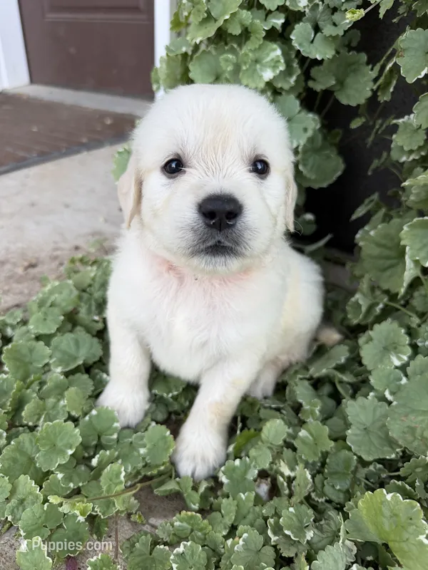 Ranger – Golden Retriever puppy for sale in Doon, IA