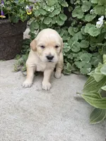 Ruby, a female Golden Retriever for sale in Doon, IA – 4 of 4