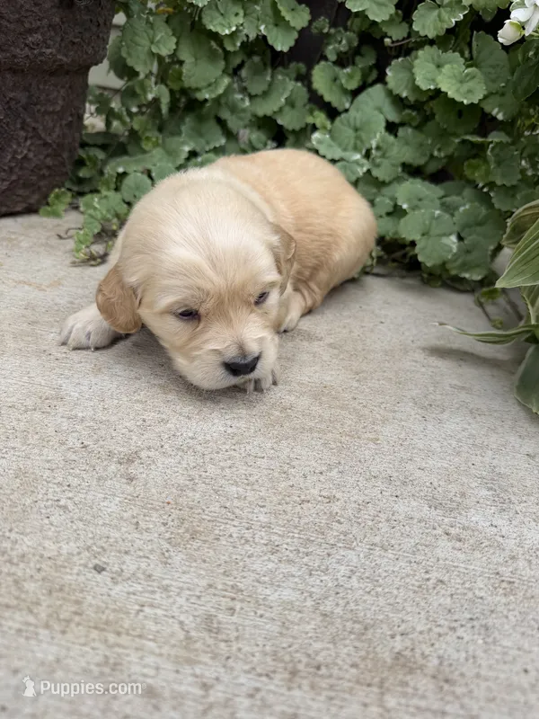 Ruby – Golden Retriever puppy for sale in Doon, IA