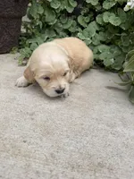 Ruby, a female Golden Retriever for sale in Doon, IA – 1 of 4