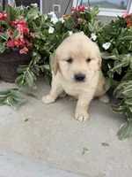 Sadie, a female Golden Retriever for sale in Doon, IA – 3 of 4