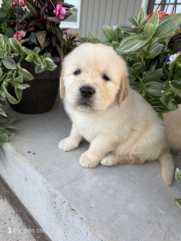 Benson – Golden Retriever puppy for sale in Doon, IA