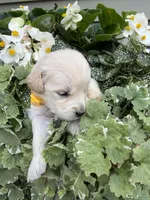Peanut, a female Golden Retriever for sale in Doon, IA – 2 of 2
