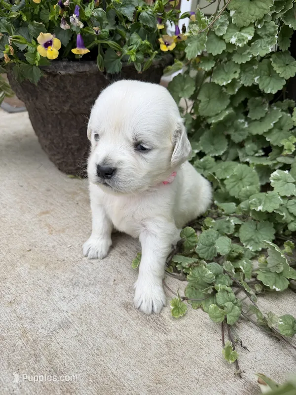 Layla – Golden Retriever puppy for sale in Doon, IA