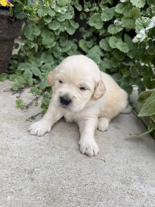 Benson – Golden Retriever puppy for sale in Doon, IA