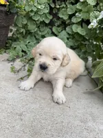 Benson, a male Golden Retriever for sale in Doon, IA – 1 of 2
