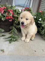 Owen, a male Golden Retriever for sale in Doon, IA – 2 of 5