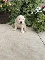 Cooper, a male Golden Retriever for sale in Doon, IA – 1 of 2