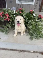 Winnie, a female Golden Retriever for sale in Doon, IA – 1 of 5