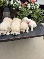Max, a male Golden Retriever for sale in Doon, IA – 2 of 2