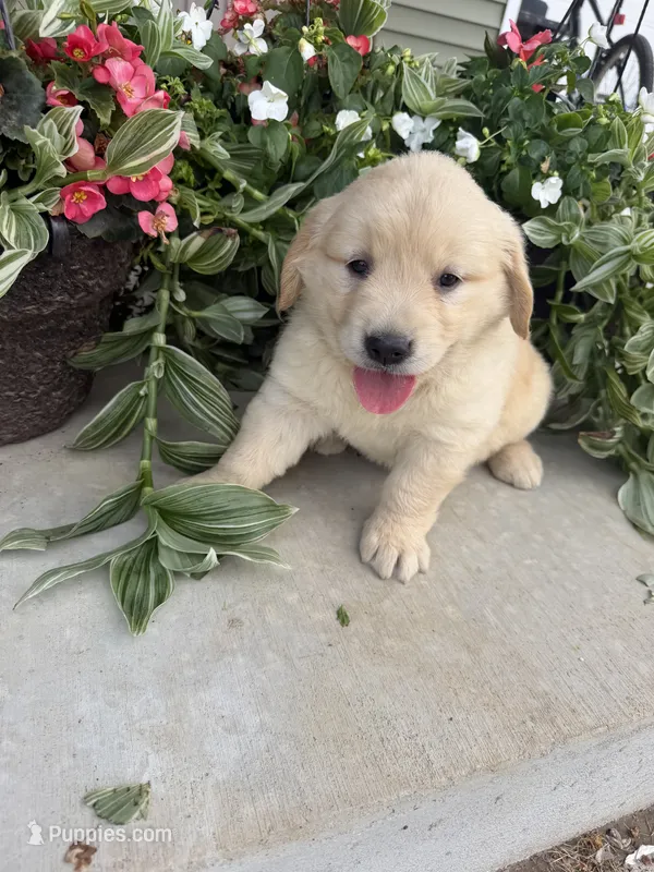 Sadie – Golden Retriever puppy for sale in Doon, IA