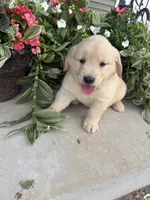 Sadie, a female Golden Retriever for sale in Doon, IA – 1 of 4