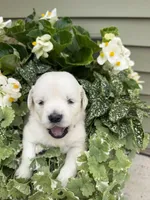 Layla, a female Golden Retriever for sale in Doon, IA – 2 of 3