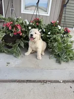 Winnie, a female Golden Retriever for sale in Doon, IA – 4 of 5