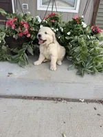 Winnie, a female Golden Retriever for sale in Doon, IA – 2 of 5
